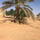 نخل برحي للبيع . المجمعه