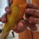 جواز روز منتج