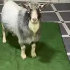تيس قزمي للبيع