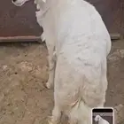 ماشاءالله تبارك الرحمن خروف جذع للبيع
