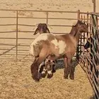 للبيع خرفان نعيم جبار ولون صنف