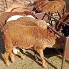سواكن مرابي حمريات