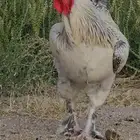 ديك ودجاجتين بلدي احجام كفو . الدجاج بشاير تو بدت تبيض