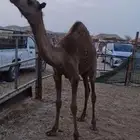 قعود للبيع