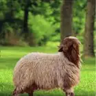 ذبايح نعيمي حري وتبوس مع الطبخ