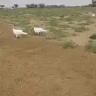 ديكة رومي ابيض