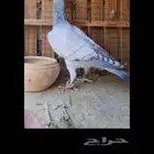 حمام شامي