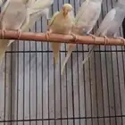 طيور بادجي
