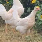 دجاج لوهمان براون . ديك ودجاجه عمر 4 شهور