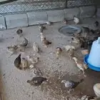 صيصان عربيه للبيع
