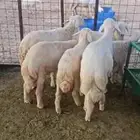 بهم