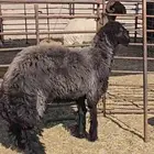 للبيع جذعة عربية شهبا طيبة