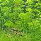 نبات مائي سيسفلورا Limnophila Sessiliflora