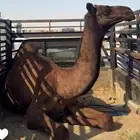 قعود مفرود للبيع .. تم البيع في الموقع