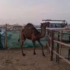 قعود مفرود للبيع تم البيع خارج الموقع