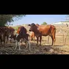 بقره منتوجه