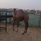 قعود للبيع اللون احمر ( تم البيع خارج الموقع )