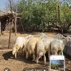 طليان العدد 7 مقفله شحم ماشاء الله تبارك الله