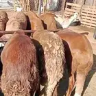 ذبائح ثلاجه