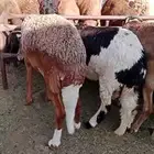 سواكن مرابي