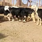 رخال نجاده جذعان