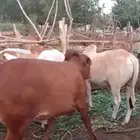 حسلان (عجول) بلدي شحم مقفله