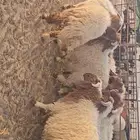 للبيع 10 خرفان فل الفل