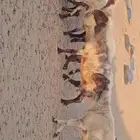 للبيع غنم نعيم العدد 8