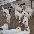 عنقان لباني بيشيه للبيع من 700