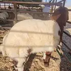 للبيع هرفي لباني فل الفل