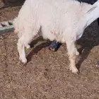 شدا الأعلى