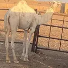 قعود للبيع شمال الرياض