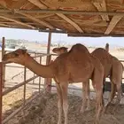 قعود لباني للبيع