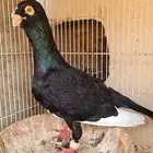 حمام شامي جوز