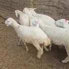 بهم رخال حري