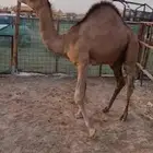قعود مفرود للبيع ( تم البيع خارج الموقع )