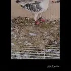 حمام جوز