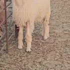 للبيع خذع فل الفل حري