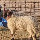 للبيع جذع نعيمي فل مقفل