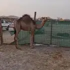 قعود لباني للبيع ( تم البيع )