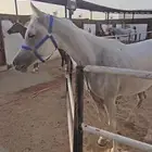 فرس شعبية