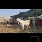 للبيع ثلاث تيوس طيبة فحول