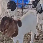 للبيع 4 تيوس هجين مع بوقوت