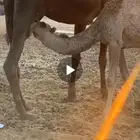 قعود قصب لبناني علا الحليب شمال الرياض