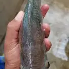 سمك بلطي طازج على مدار العام