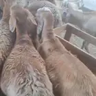 طليان سواكني