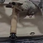 سنجاب طائر شوقر قلايدر