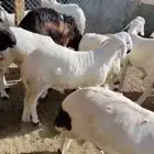 سواكن شبيه الحري