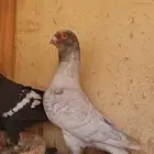 حمام شامي
