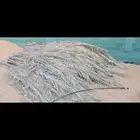 جريد النخيل (سعف)